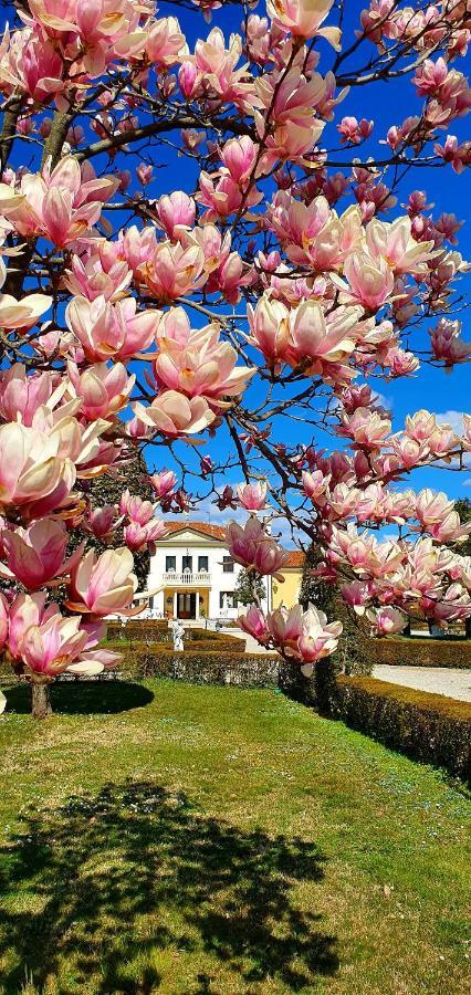 Villa Serena Agriturismo Montebelluna Buitenkant foto